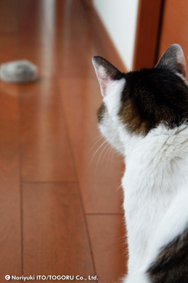 20100708_DSC00597.jpg