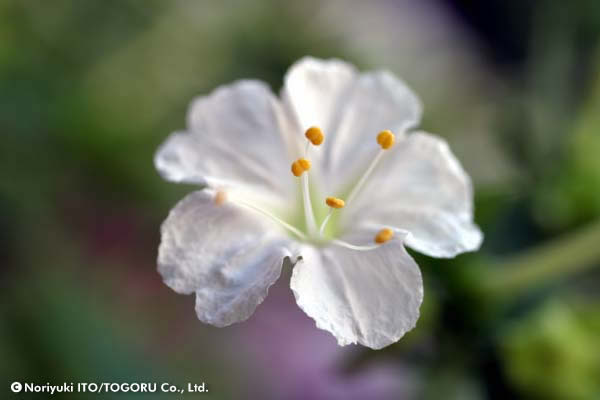 白くて小さい花